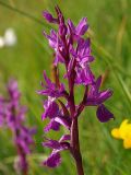 Dactylorhiza lapponica